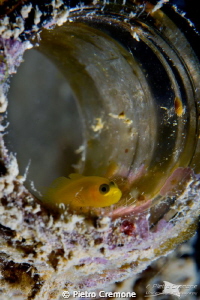 Living in a bottle - a little goby patroling his nest.
 by Pietro Cremone 